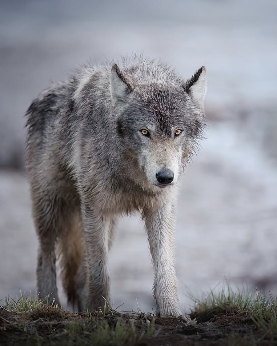 JOURNAL 02 : Ulvrn - The Wolf
